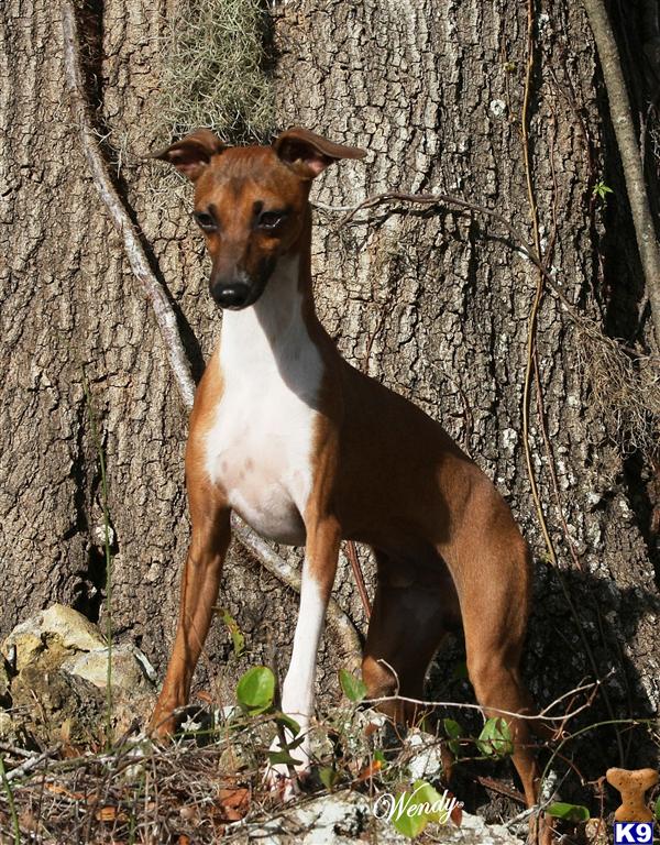 Dogs for Sale in FL